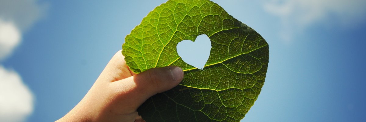 Blatt mit Herz Hand, die ein grünes großes Blatt mit ausgestanztem Herz in Richtung Himmel streckt.