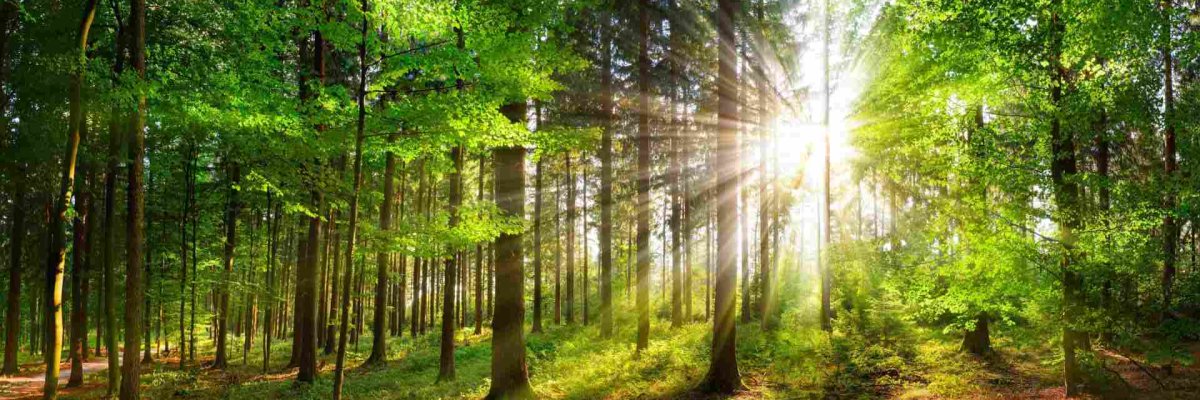 Wald Blick in den Wald, in den die Sonne reinscheint
